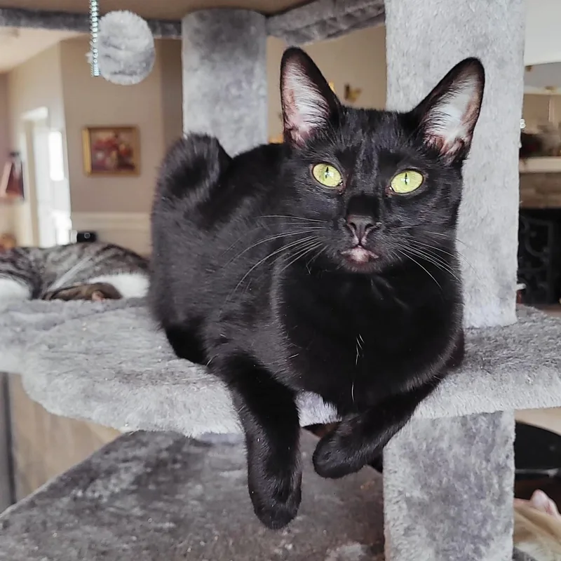 Clarissa thumbnail 2