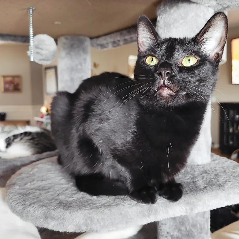 Clarissa thumbnail 3