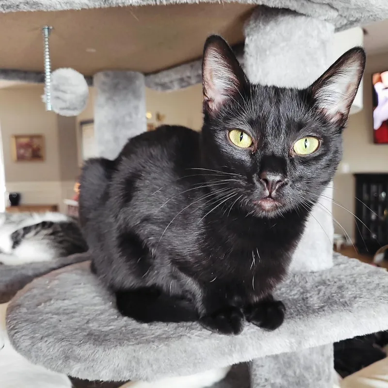 Clarissa thumbnail 4