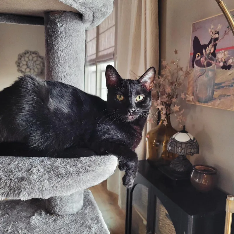 Clarissa thumbnail 5