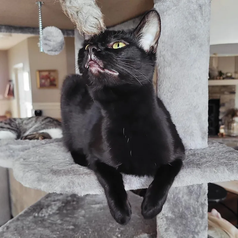 Clarissa thumbnail 6