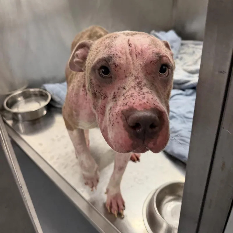 A young medium-sized male Brown / Chocolate Pit Bull Terrier dog named Cheesecake for adoption in Northbrook, IL