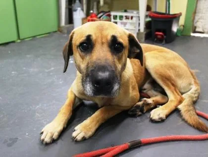 An adult medium-sized male Black Mouth Cur dog named Silas for adoption in Picayune, MS