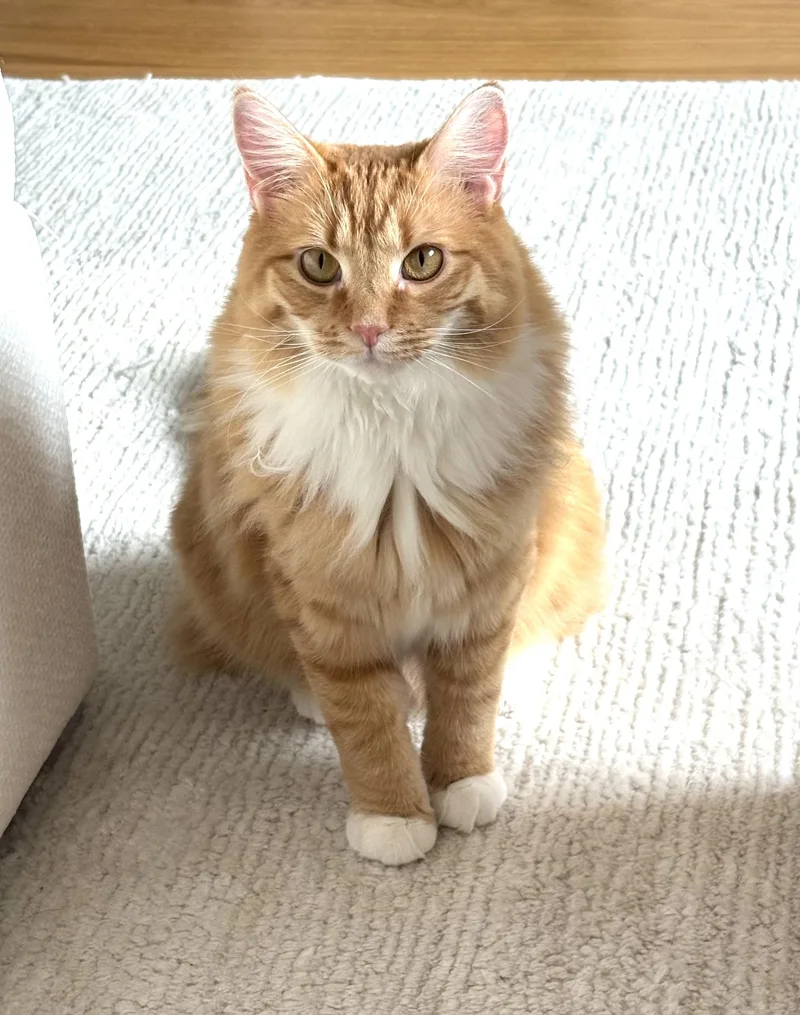 A young medium-sized male Orange & White Domestic Short Hair cat named Mango for adoption in Hoboken, NJ