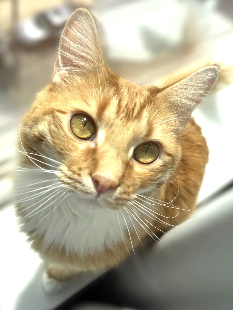 Mango thumbnail 5