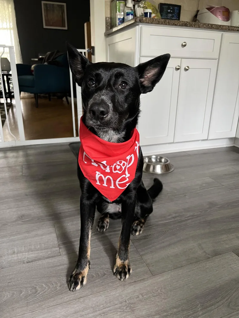 A baby medium-sized female Belgian Shepherd / Malinois dog named Naomi for adoption in Rolling Meadows, IL