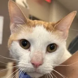 An adult medium-sized female Domestic Short Hair cat named Mango Bango for adoption in Brenham, TX