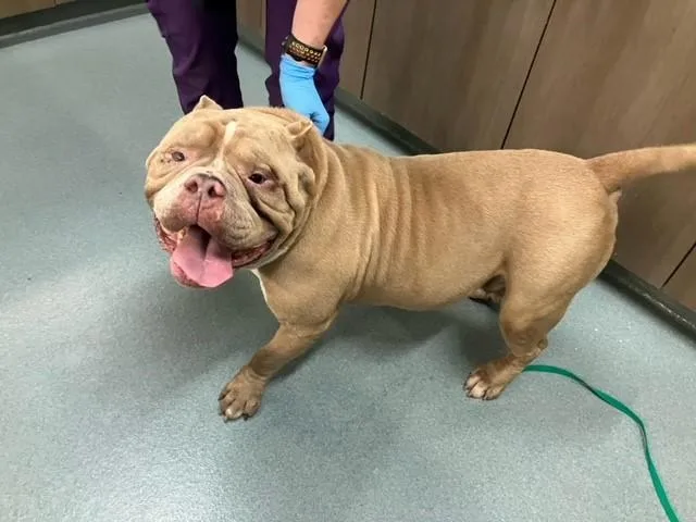 An adult large-sized male Pit Bull Terrier dog named Bullhorn for adoption in Baytown, TX