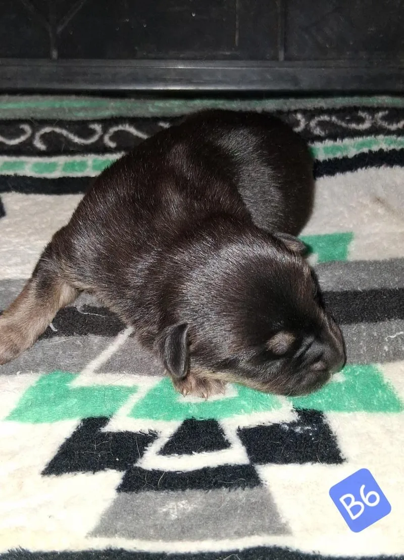 A baby large-sized male Black German Shepherd Dog dog named B for adoption in Mora, MN