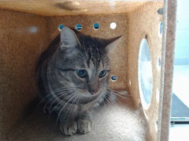 An adult medium-sized male Domestic Short Hair cat named Floppy for adoption in Albuquerque, NM