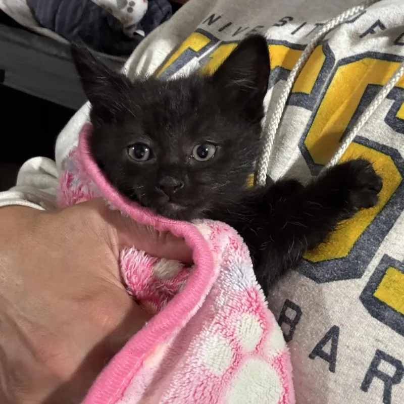 A baby small-sized male Black Domestic Long Hair cat named Dru for adoption in Long Beach, CA