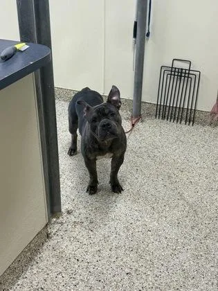 An adult large-sized female American Bulldog dog named Melody for adoption in Clarks Summit, PA