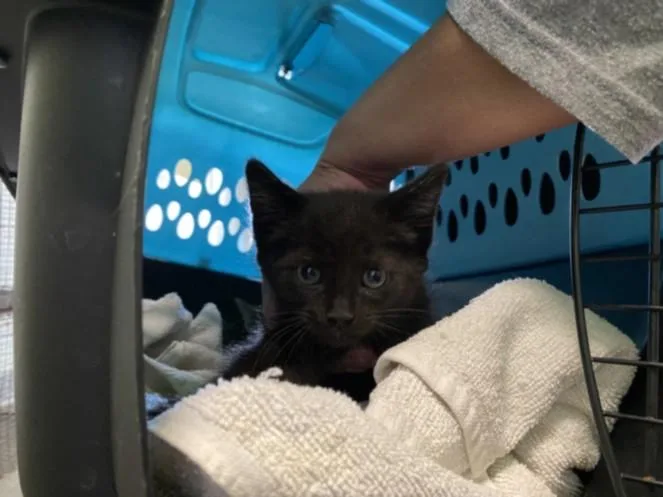 A baby small-sized male Domestic Short Hair cat named Shadow for adoption in Los Angeles, CA