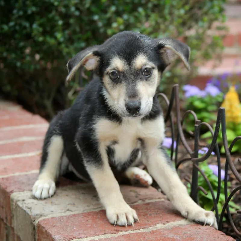 Ct Magnificent Maggie Avail thumbnail 2