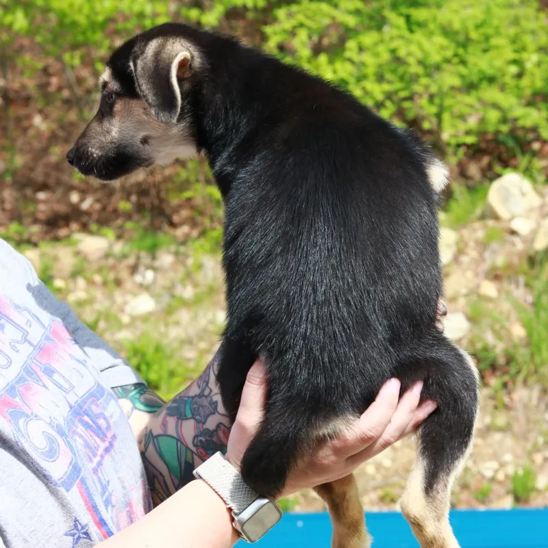 Ct Magnificent Maggie Avail thumbnail 4