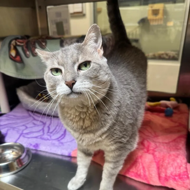 A senior medium-sized female Gray / Blue / Silver Domestic Short Hair cat named Skinny for adoption in York, PA