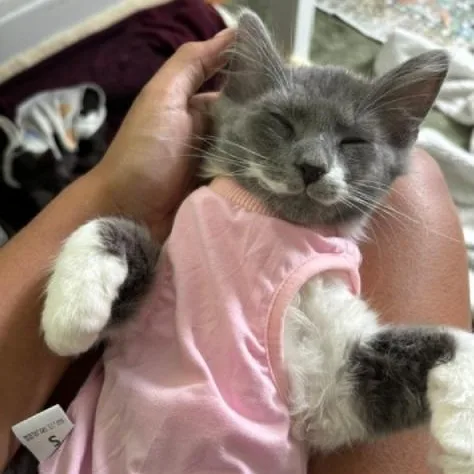A baby small-sized female Gray & White Domestic Medium Hair cat named Cashmere Lop for adoption in Richmond, VA