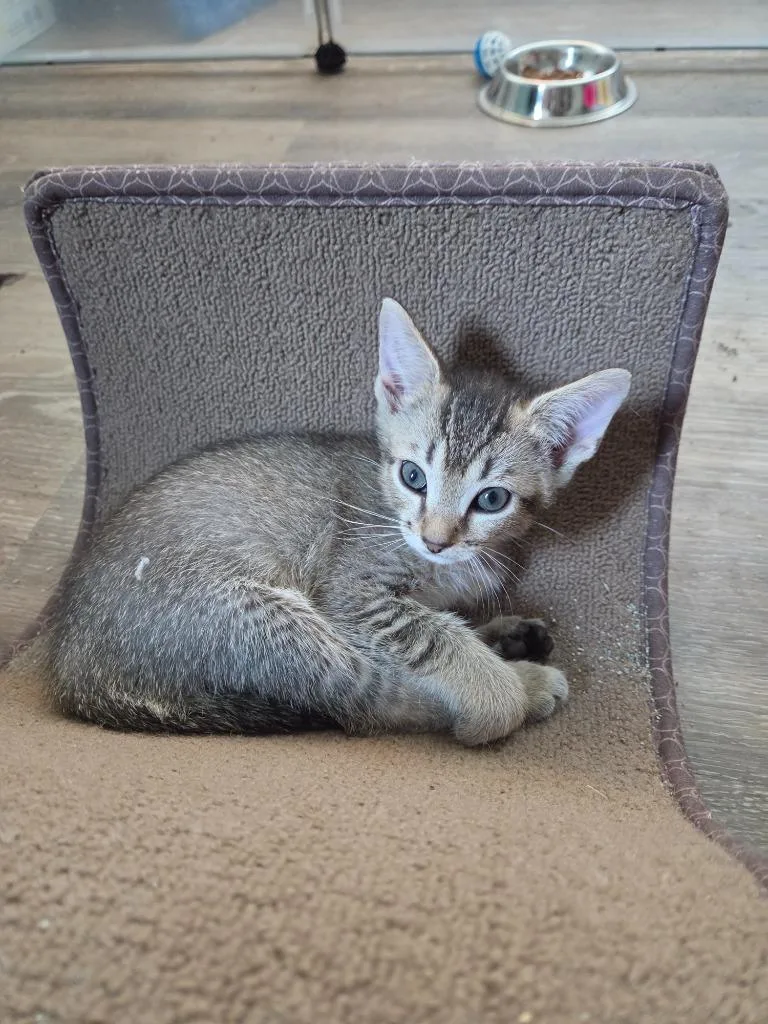 A baby small-sized female Domestic Short Hair cat named Lagertha for adoption in Newnan, GA