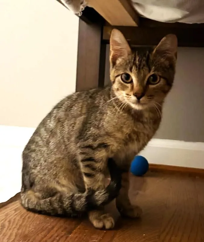 A baby medium-sized male Tabby (Brown / Chocolate) Tabby cat named Keva for adoption in Ypsilanti, MI