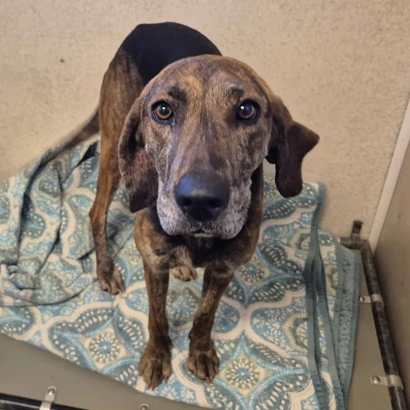 An adult medium-sized female Brindle Plott Hound dog named Thelma for adoption in Milford, IA