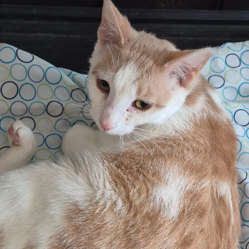 An adult medium-sized female Orange / Red Domestic Short Hair cat named Mabel for adoption in Cleveland, MS