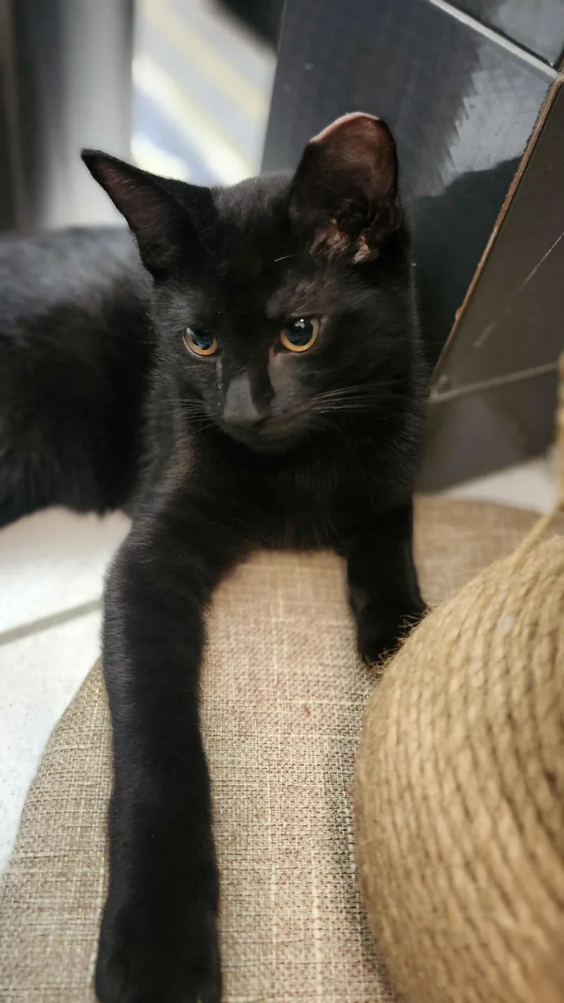A young medium-sized male Black American Shorthair cat named Tony for adoption in North Bergen, NJ