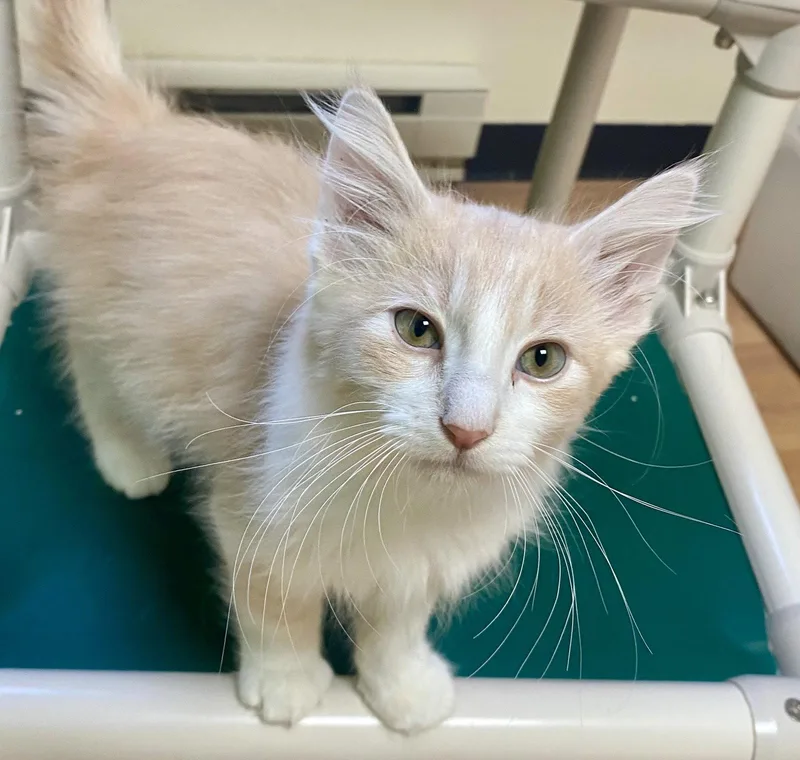 A young medium-sized male Domestic Long Hair cat named Coconut for adoption in Fargo, ND