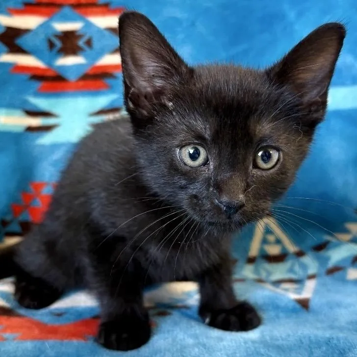 A baby small-sized female Black Domestic Short Hair cat named Cheyenne for adoption in Mount Juliet, TN