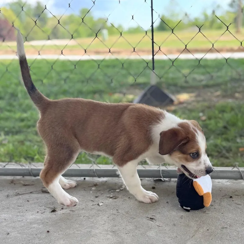 A baby large-sized female White / Cream Mixed Breed dog named Dixie for adoption in Hendersonville, NC