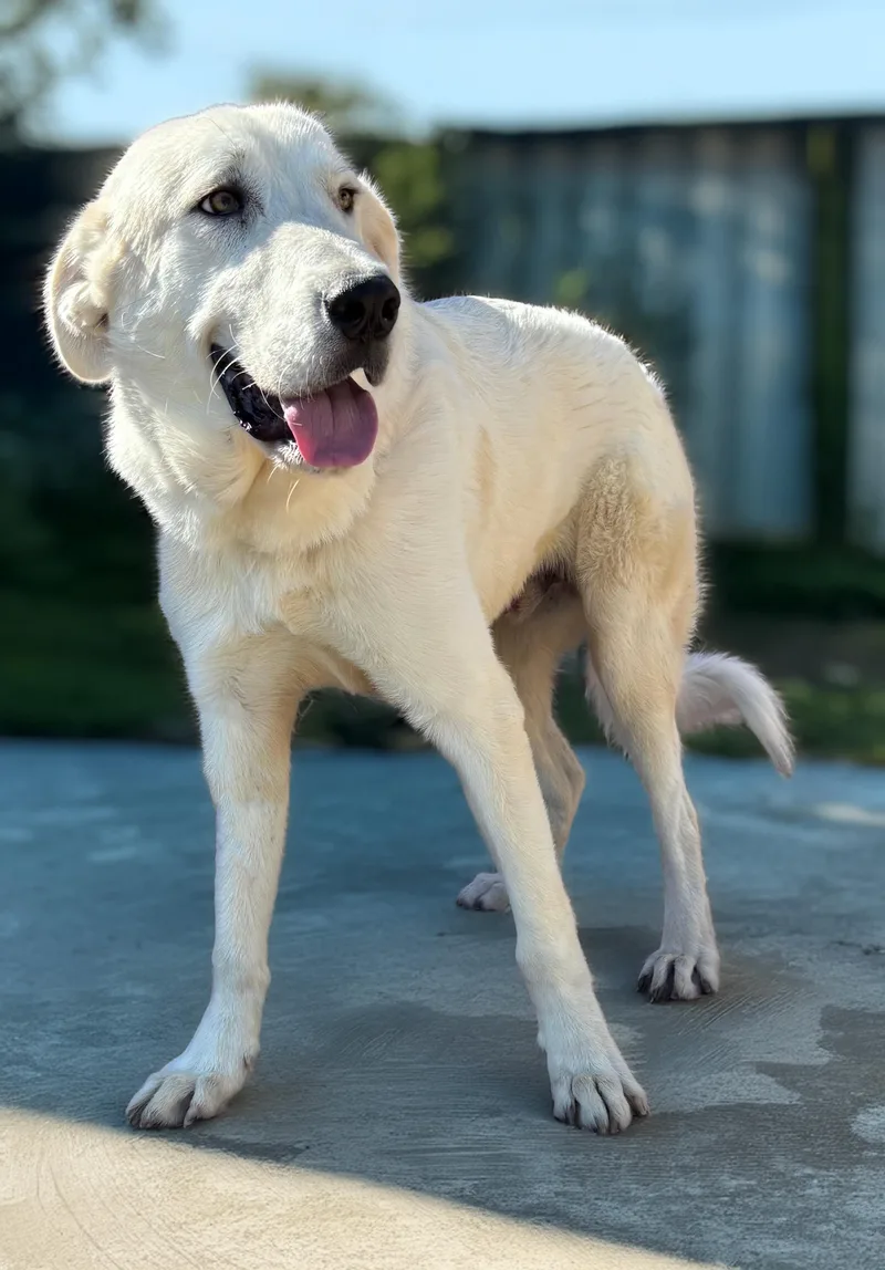 A young large-sized male Great Pyrenees dog named Samuel — The Boy for adoption in Houston, TX