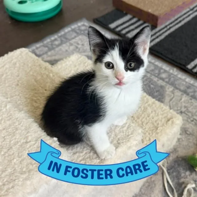 A baby small-sized female Domestic Short Hair cat named Puff for adoption in Tallahassee, FL