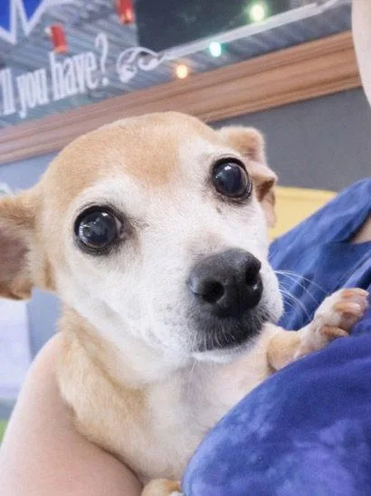 A senior small-sized female Chihuahua dog named Sugar Chi for adoption in Thomasville, NC