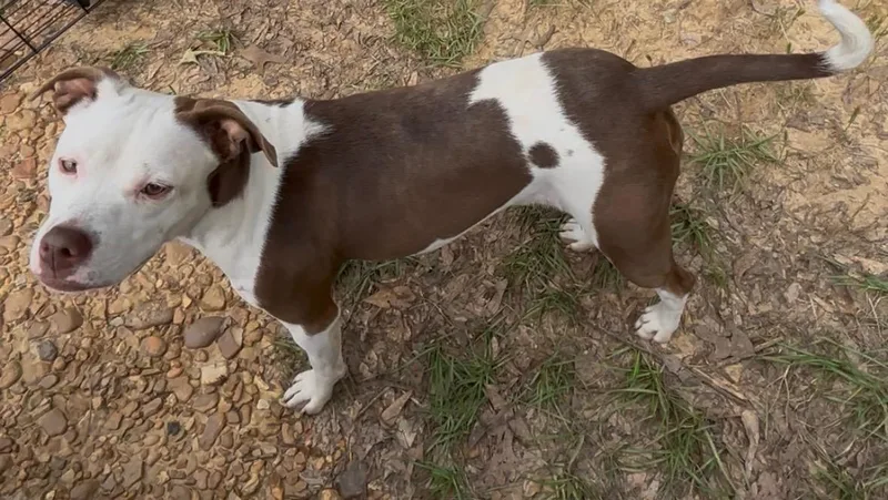 An adult medium-sized female White / Cream Boxer dog named Rea for adoption in Andover, MA