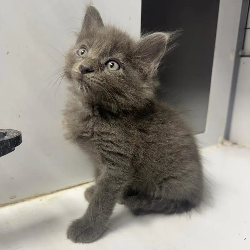 A baby small-sized female Gray / Blue / Silver Domestic Medium Hair cat named Taboo for adoption in Shelbyville, IL