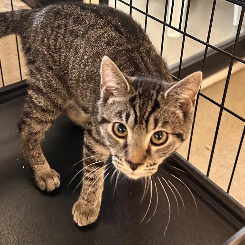 A baby small-sized female Brown / Chocolate Domestic Short Hair cat named Olivia for adoption in Rocky Mount, VA