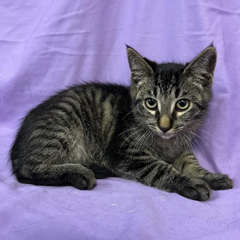 A baby small-sized male Brown / Chocolate Domestic Medium Hair cat named Gasket for adoption in Coos Bay, OR