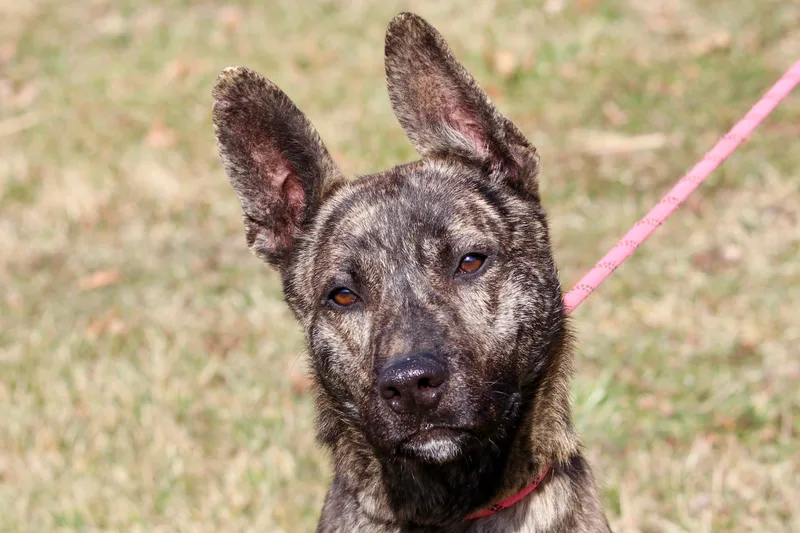 An adult large-sized male Brindle Mixed Breed dog named Buster for adoption in Brazil, IN