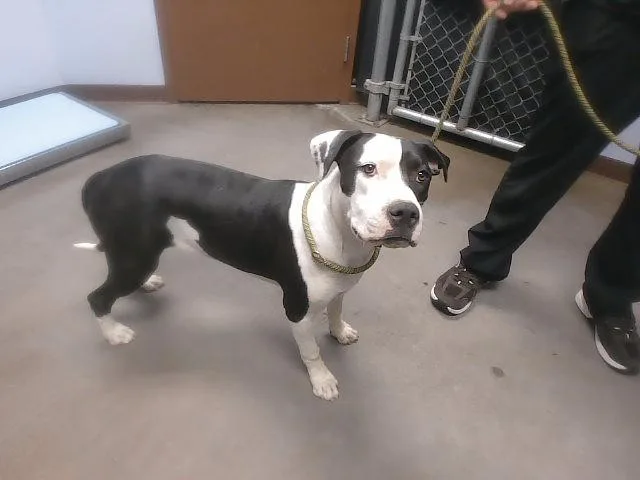 A young large-sized female Pit Bull Terrier dog named Serena for adoption in Phoenix, AZ