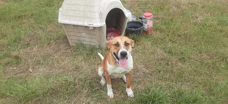 An adult medium-sized male White / Cream Pit Bull Terrier dog named Murphy for adoption in Conroe, TX