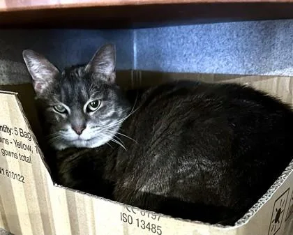 An adult medium-sized female Domestic Short Hair cat named Narcissa for adoption in Washington, DC