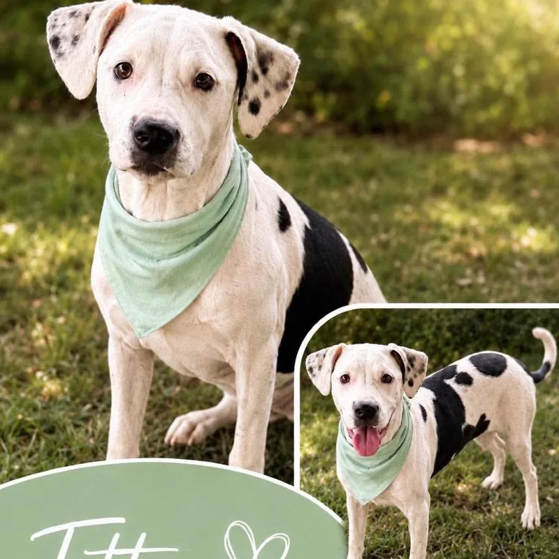 A baby medium-sized female White / Cream Terrier dog named Tottie for adoption in Hackett, AR