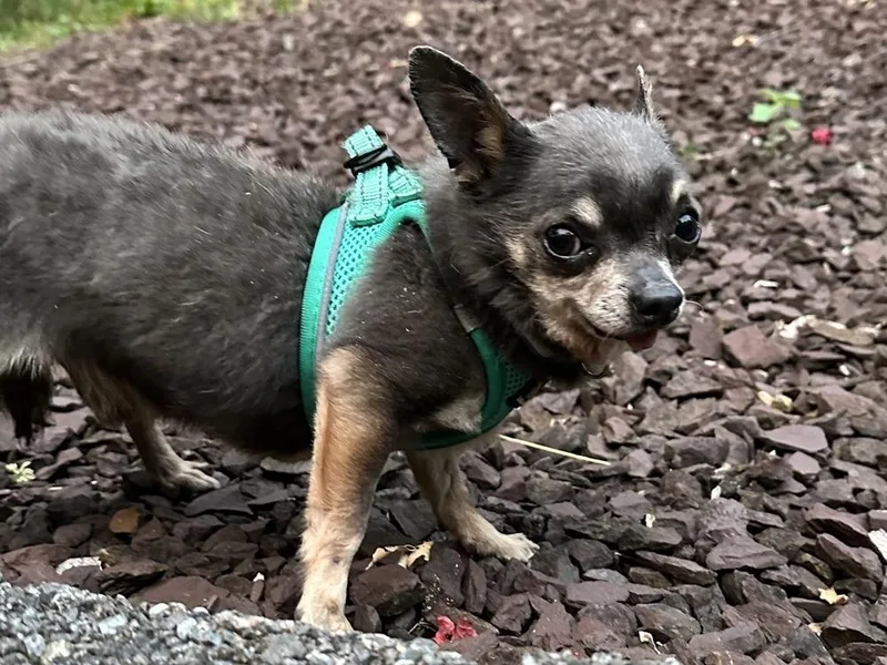 An adult small-sized male Tricolor (Brown, Black, & White) Chihuahua dog named Dudley for adoption in Pottstown, PA