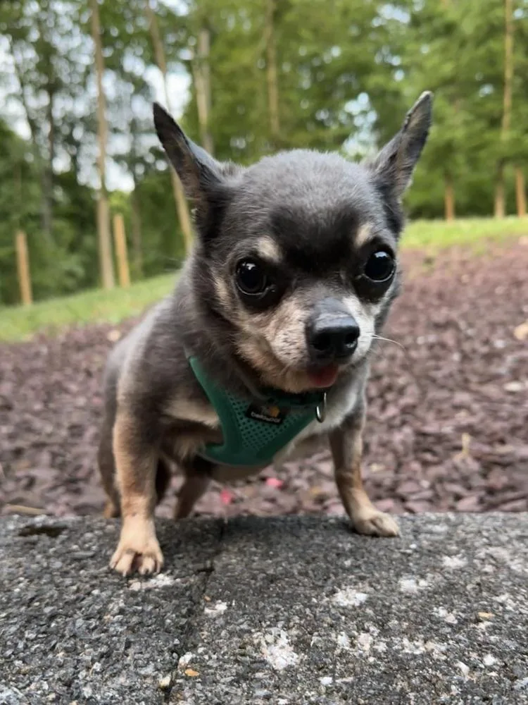 Dudley thumbnail 2