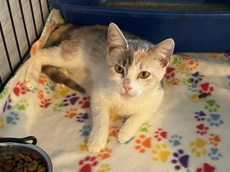 A baby medium-sized female Tabby (Brown / Chocolate) Domestic Short Hair cat named Elbertina ORT for adoption in Missouri City, TX