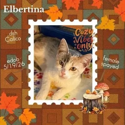 Elbertina ORT thumbnail 2