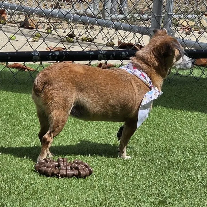 A senior small-sized female Chiweenie dog named Ellie for adoption in Humacao, PR