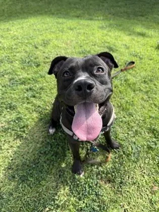 An adult medium-sized male Pit Bull Terrier dog named Brother Bear for adoption in Honolulu, HI