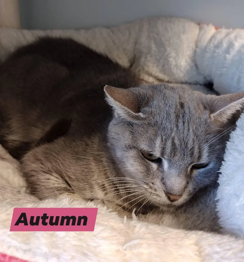 A senior small-sized female Tabby (Gray / Blue / Silver) Domestic Short Hair cat named Autumn for adoption in Monroe, OH