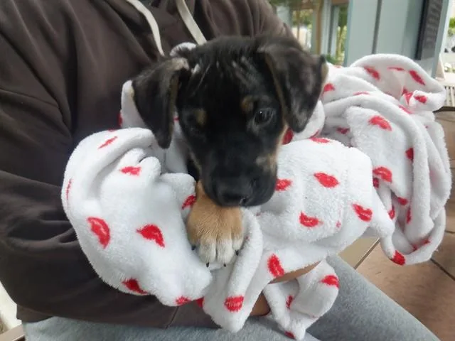 A baby small-sized male German Shepherd Dog dog named Tantor for adoption in San Jose, CA