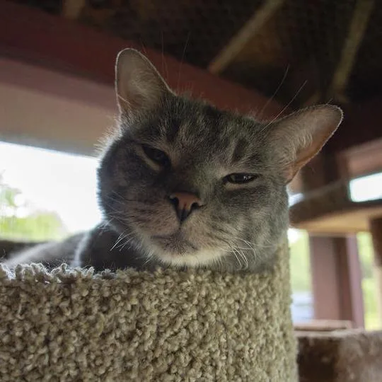 An adult extra large-sized male Gray / Blue / Silver Domestic Short Hair cat named Ace for adoption in Brimfield, MA